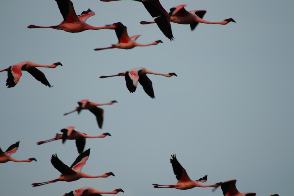 flock of birds flying under white sky during daytime