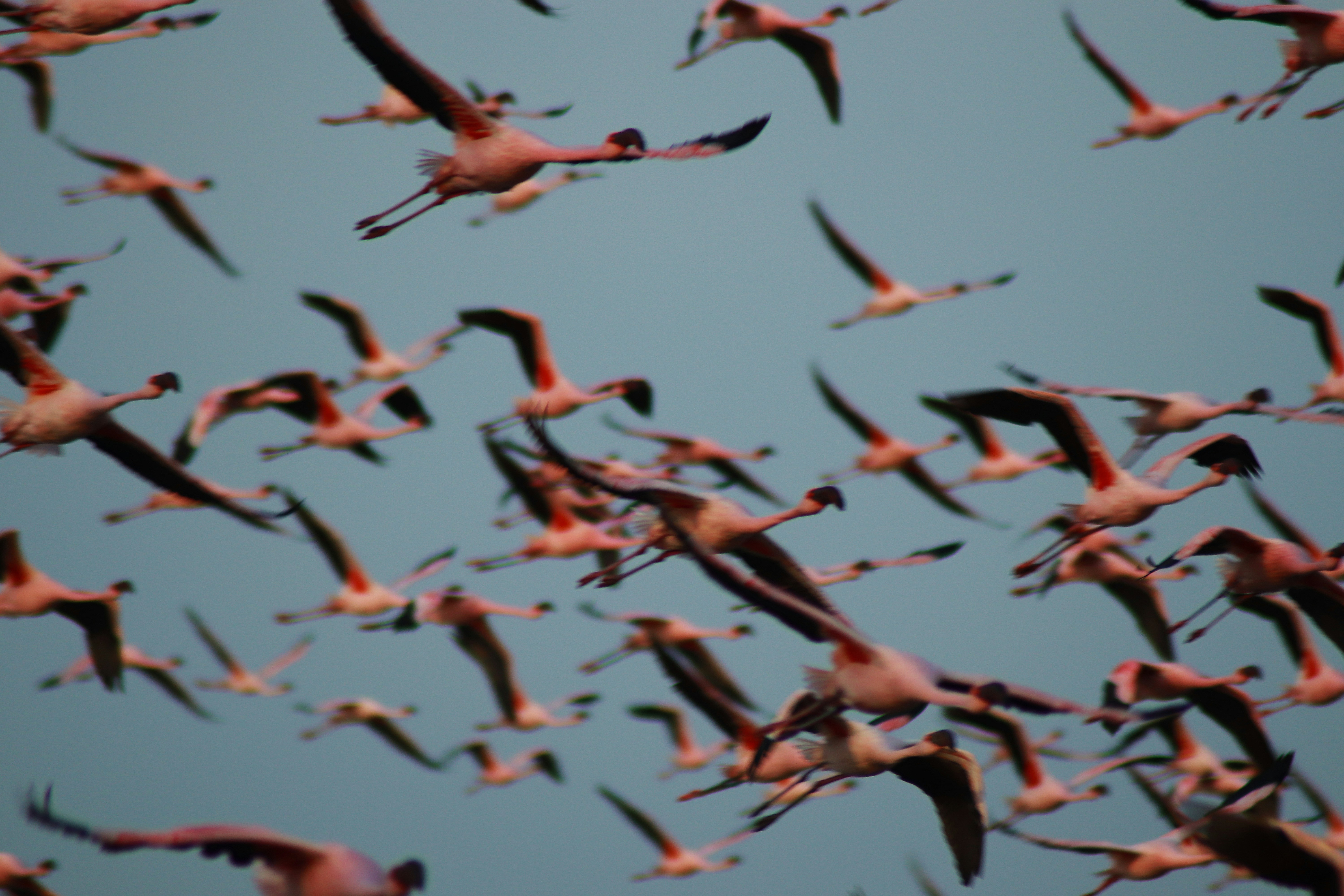 Bats, Flamingos Reveal Oceans' Hidden Patterns, Rewrite Marine Science