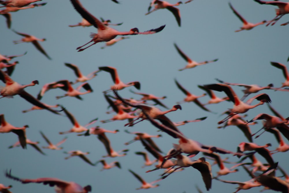 Vogelschwarm, der tagsüber fliegt