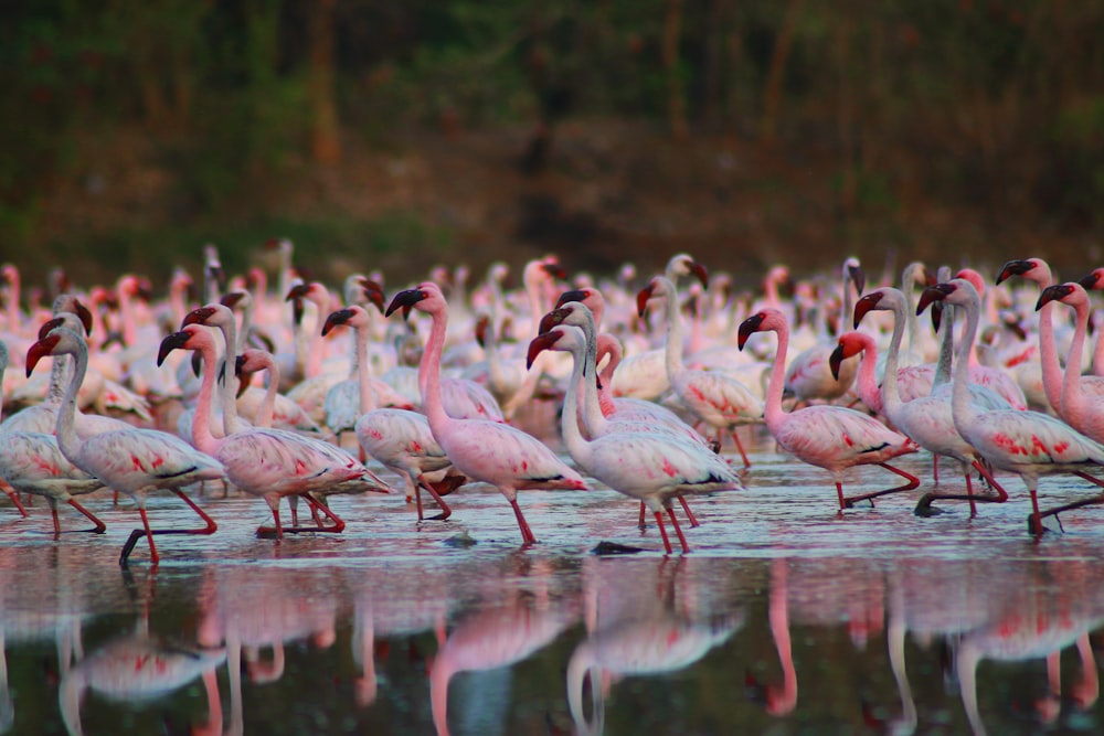 flock of flamingos on water during daytime