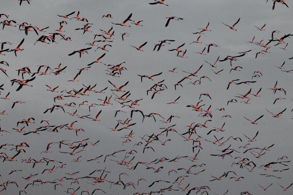 red and black birds flying during daytime