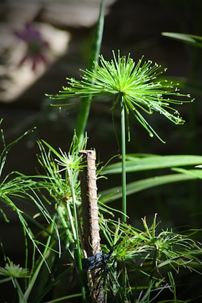 The image features vibrant green papyrus plants with thin, elongated leaves and stems. Sunlight highlights the texture and details of the plants, creating a striking contrast against a darker, blurry background.