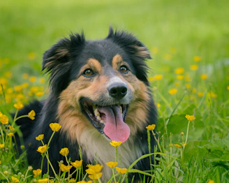 black and brown long coated dog on green grass field during daytime