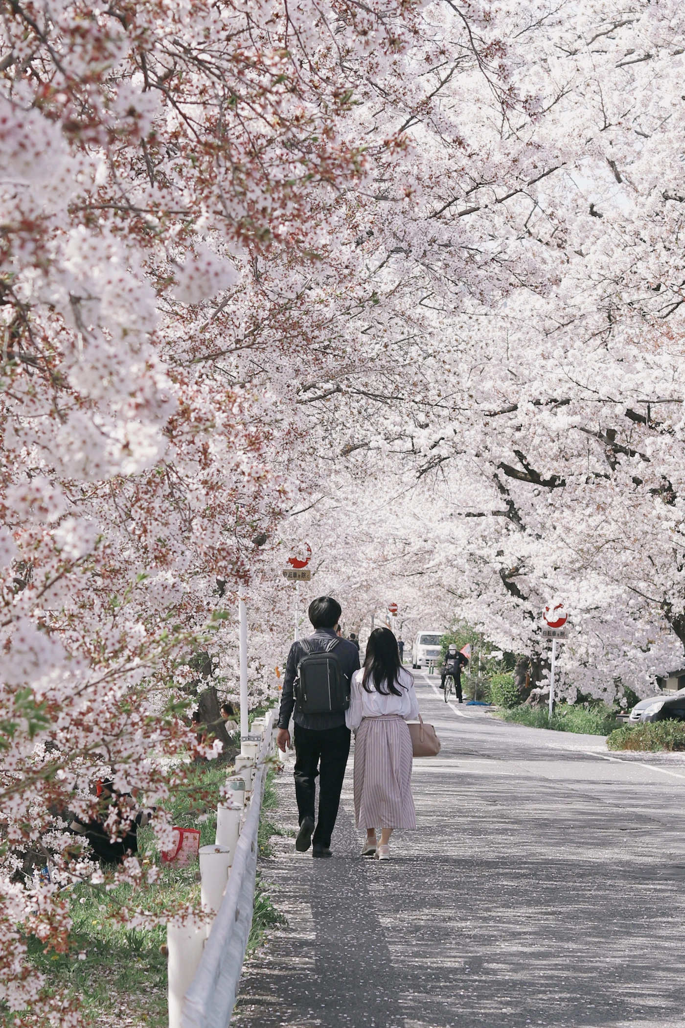 Couple walking hand in hand together along a path lined with full blooming pink and white cherry blossom trees