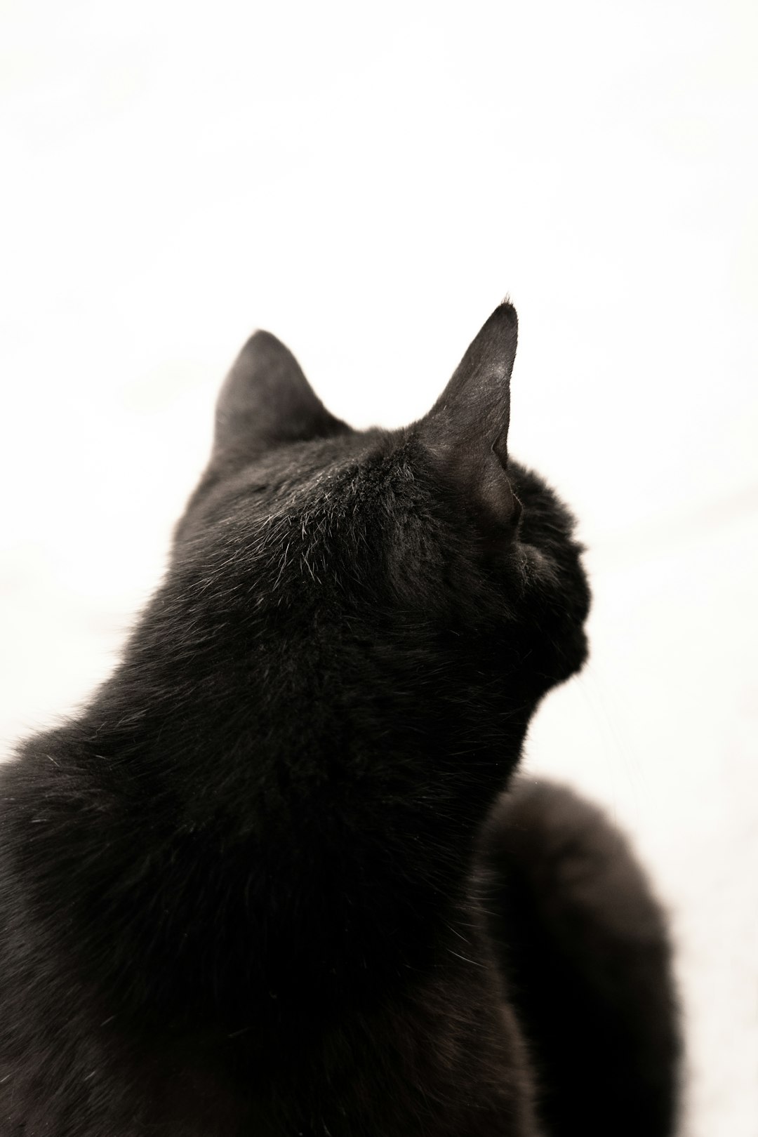 black cat on white textile