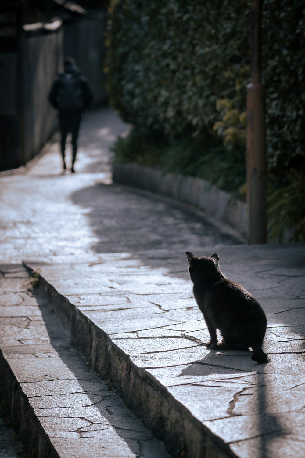 昼間、灰色のコンクリートの小道に黒い猫