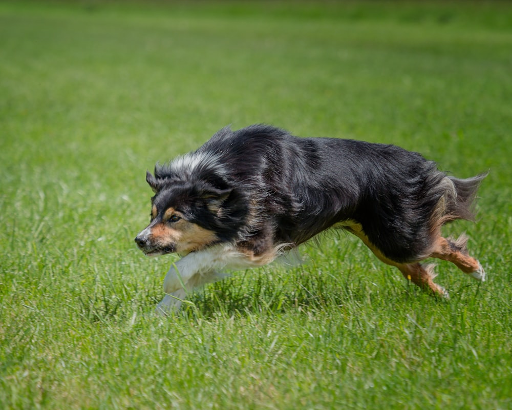 black brown and white short coated dog running on green grass field during daytime