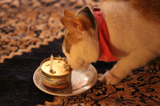 A cat wearing a red bandana crouches on a patterned carpet, sniffing a can of gourmet cat food placed on a small plate. A lit candle is inserted into the can, suggesting a celebratory scene.
