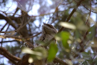 A close-up of a bird perched on a branch in a natural forest setting.