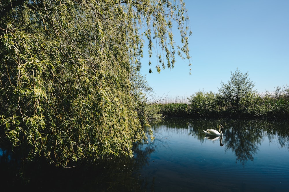 green grass near lake during daytime