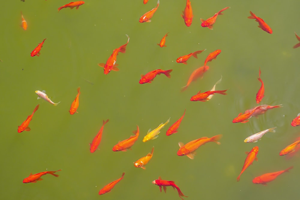 50,000+ Small Fish Pictures  Download Free Images on Unsplash