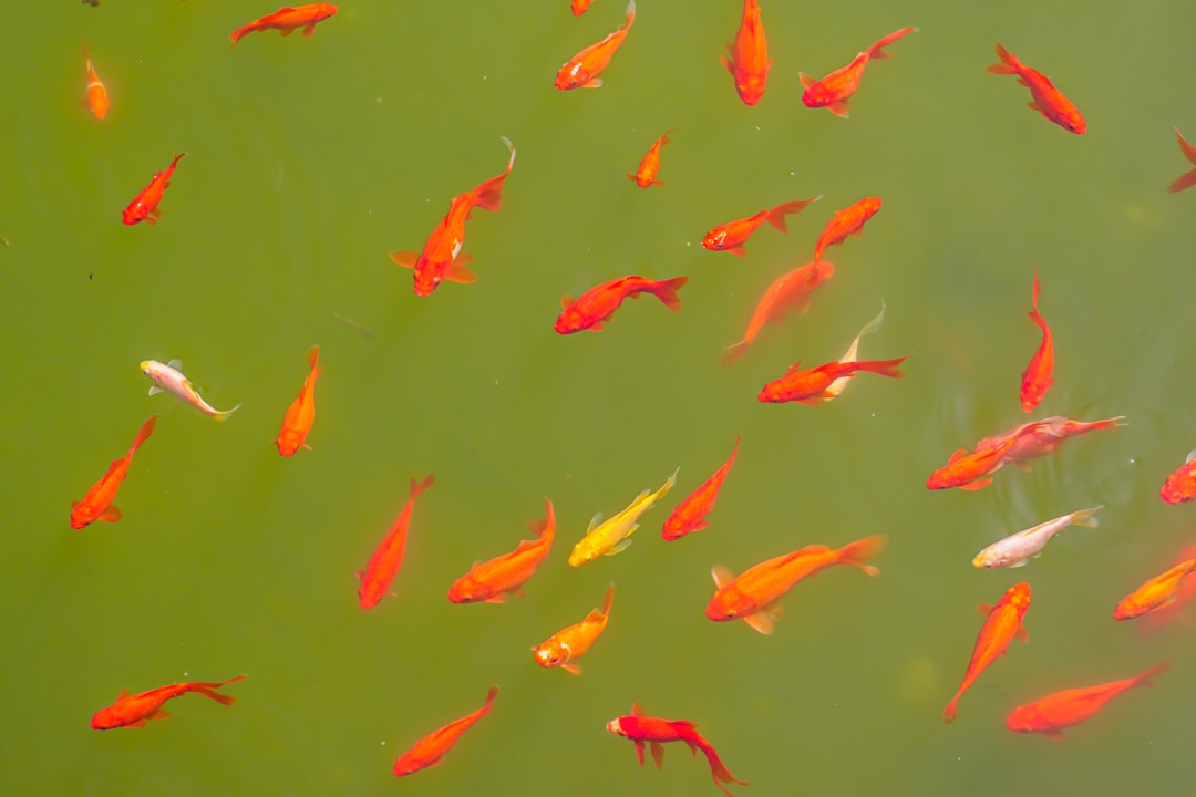 red and yellow koi fish