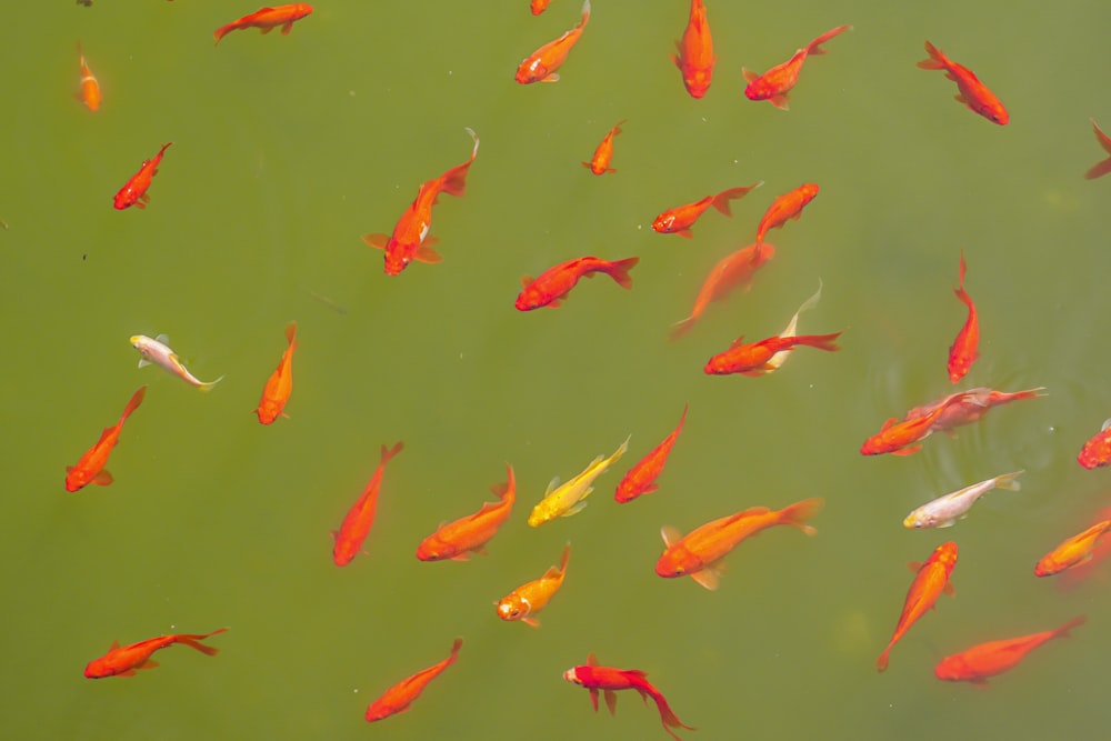 Peces koi rojos y amarillos