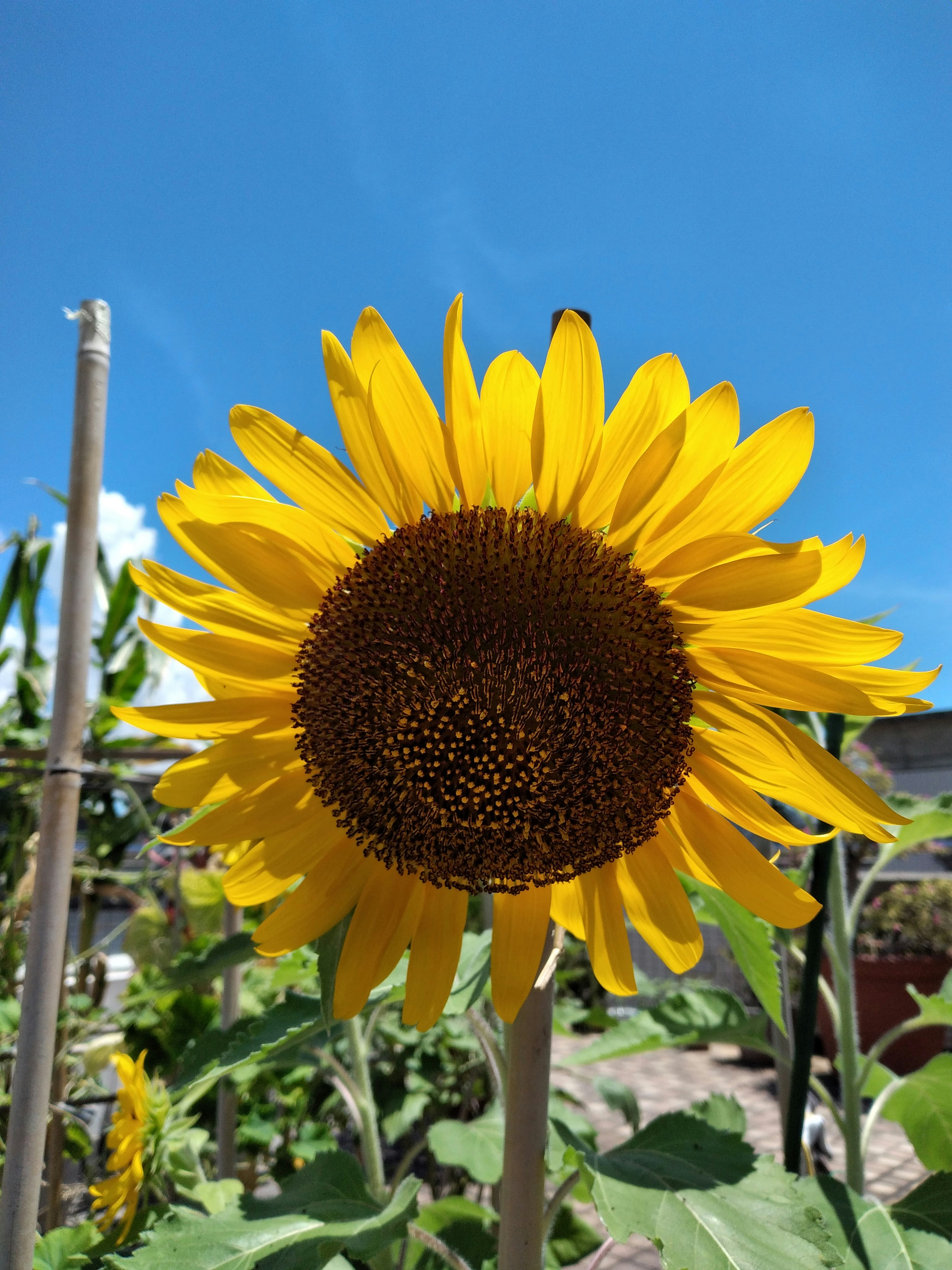 Photo by joycielvqian