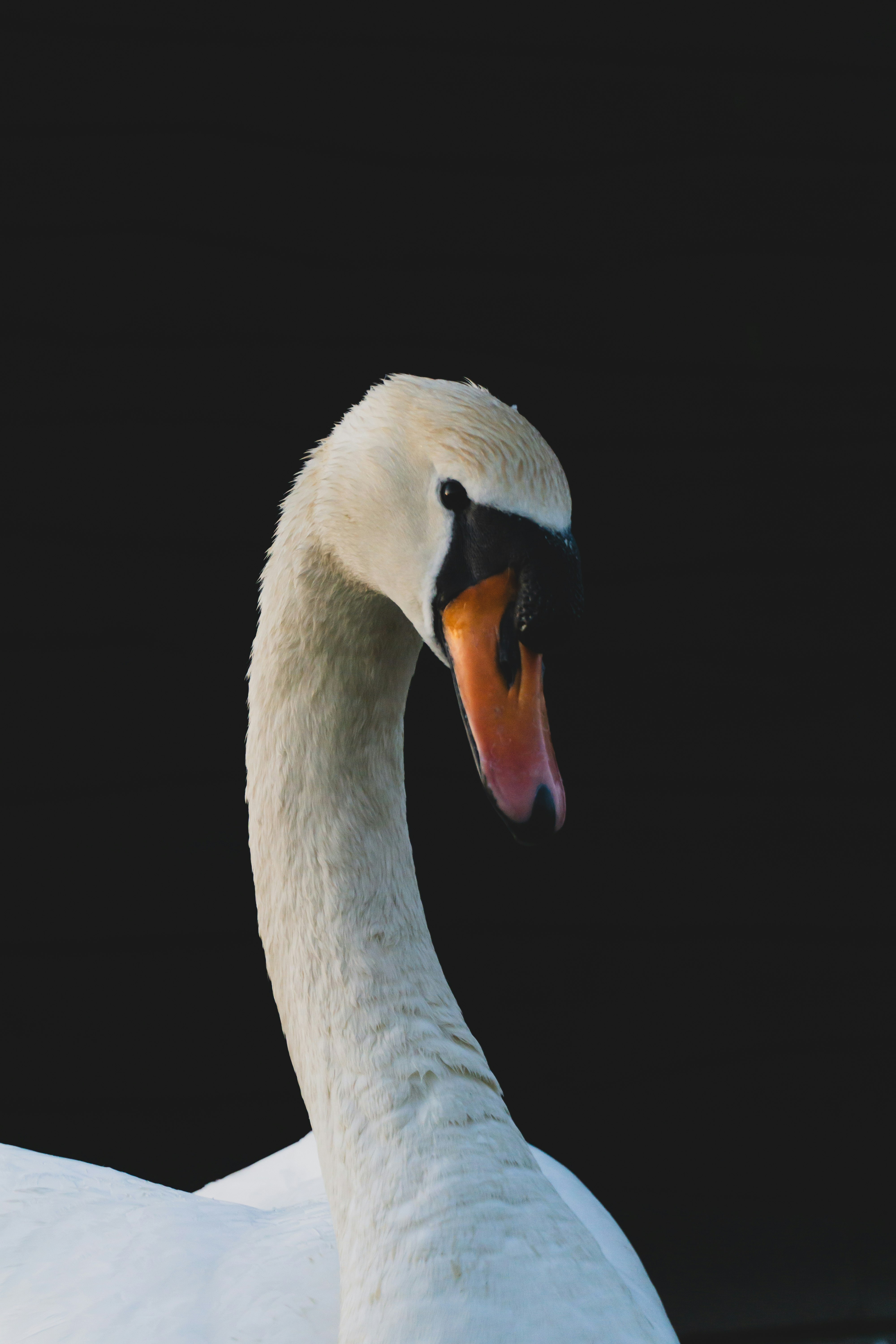 white swan with black background