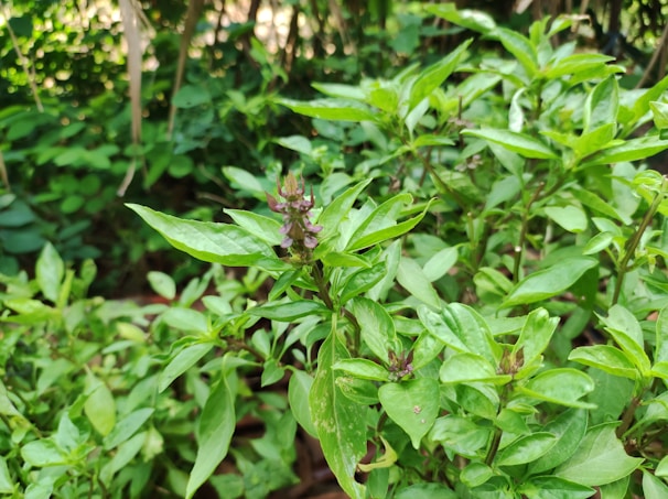 Fresh herbs like basil and thyme growing lushly in a small urban garden bed.