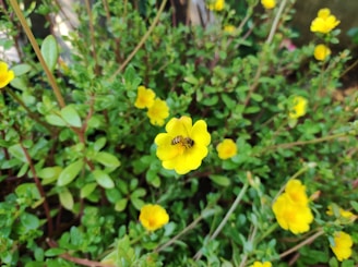 A cheerful bee landing on a bright yellow flower amid lush green leaves.