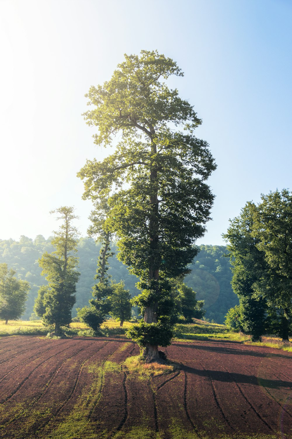 green trees on green grass field during daytime