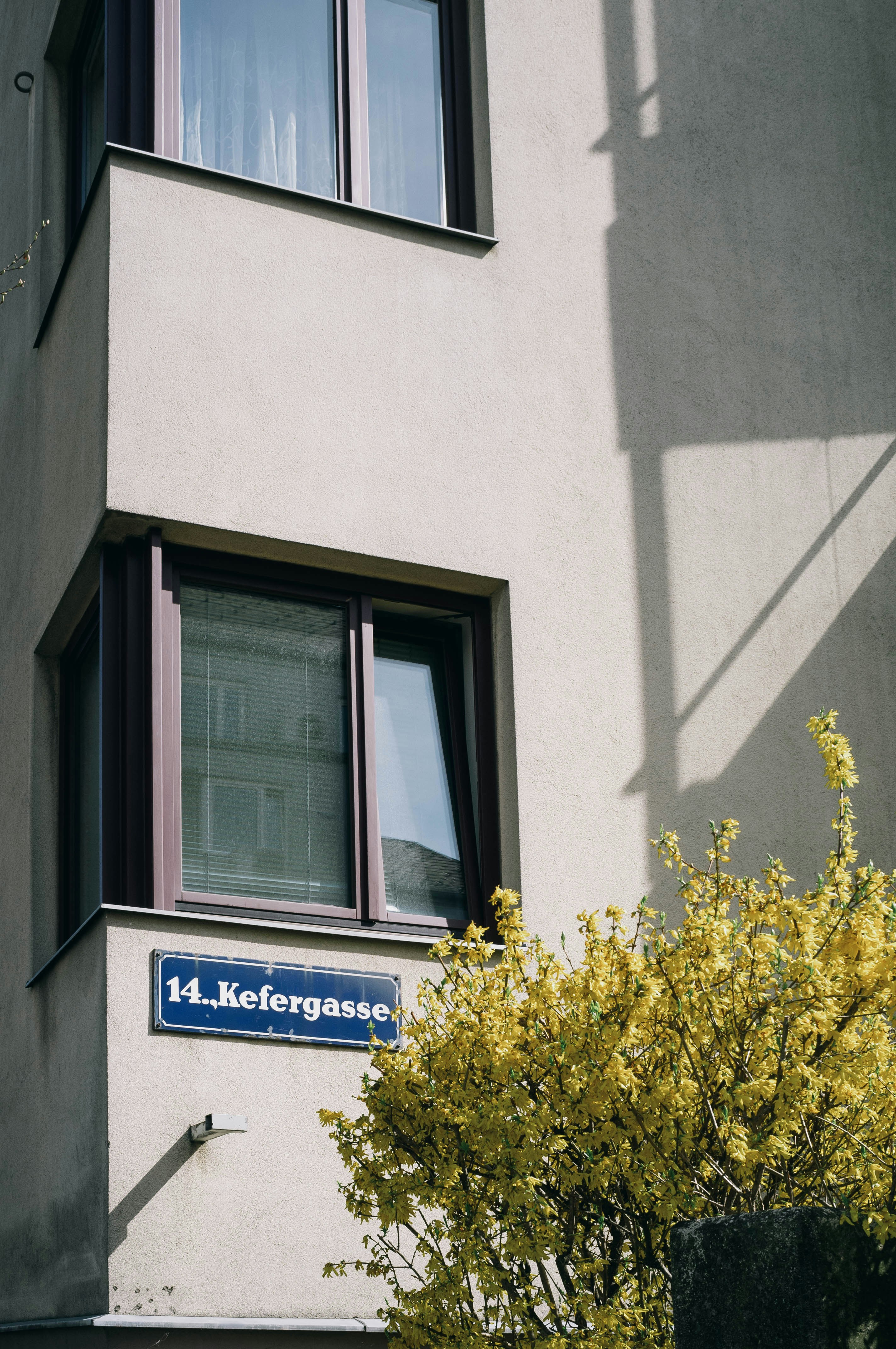 yellow flowers in front of white concrete building