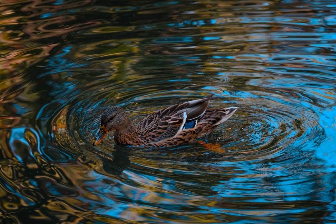 brown duck on water during daytime