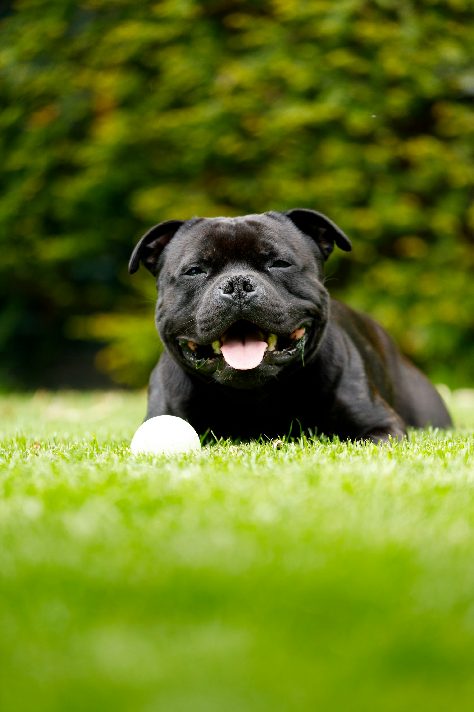 A male staffy (dog) laying on gras.