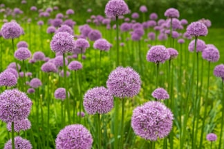 purple flowers in tilt shift lens