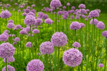 purple flowers in tilt shift lens