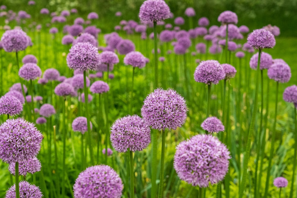 Flores moradas en lente de cambio de inclinación