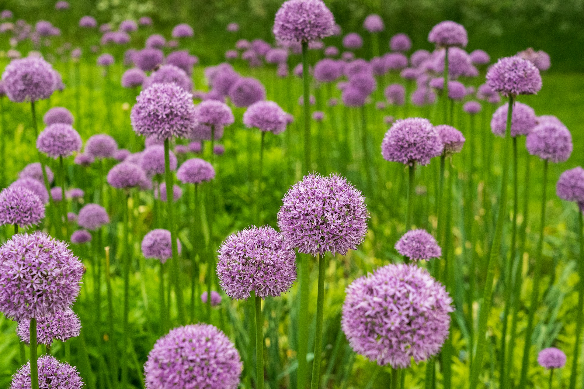 purple flowers in tilt shift lens