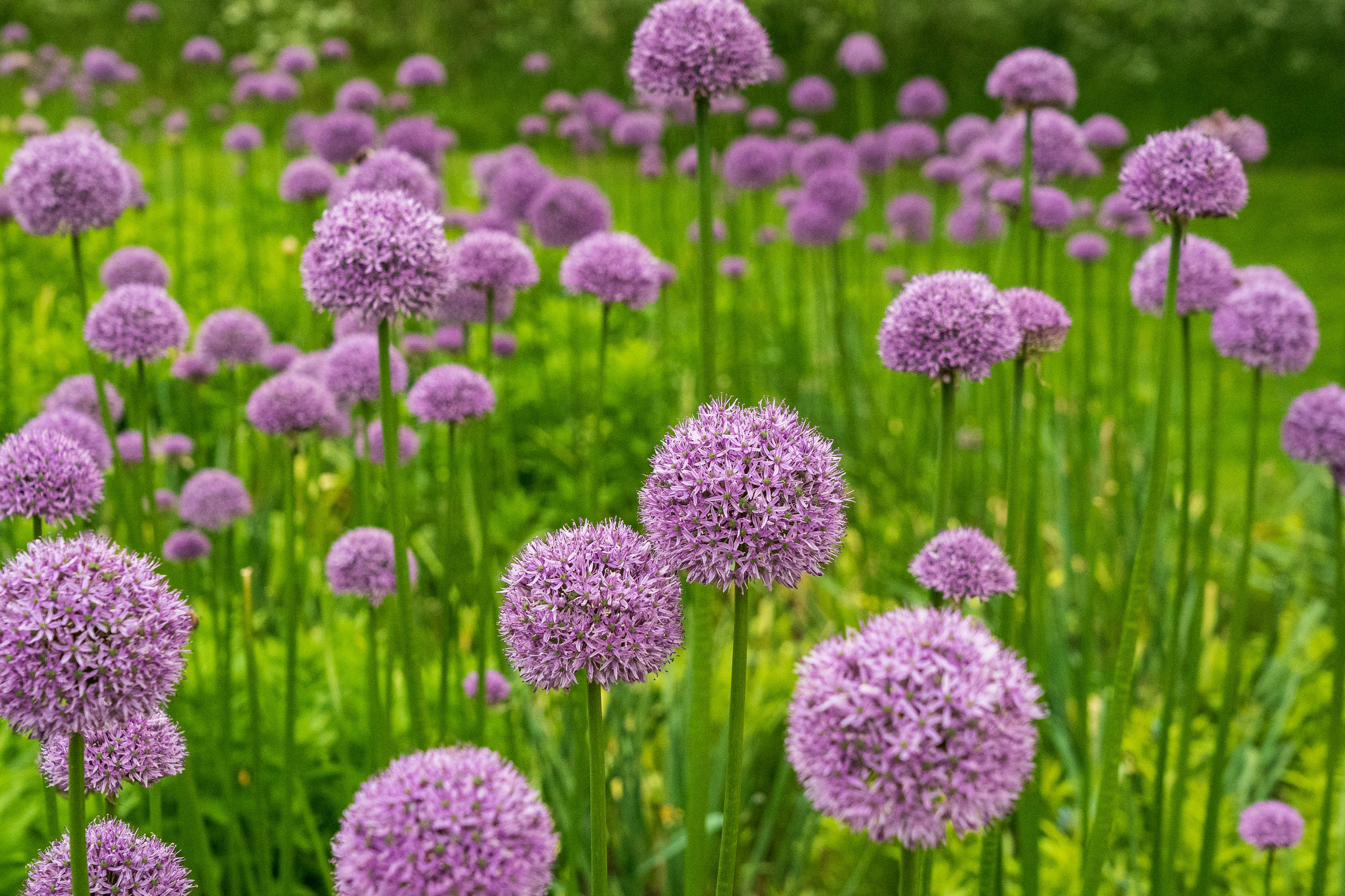 This will be the rough effect of the alliums next spring. Photo credit: Nick Fewings