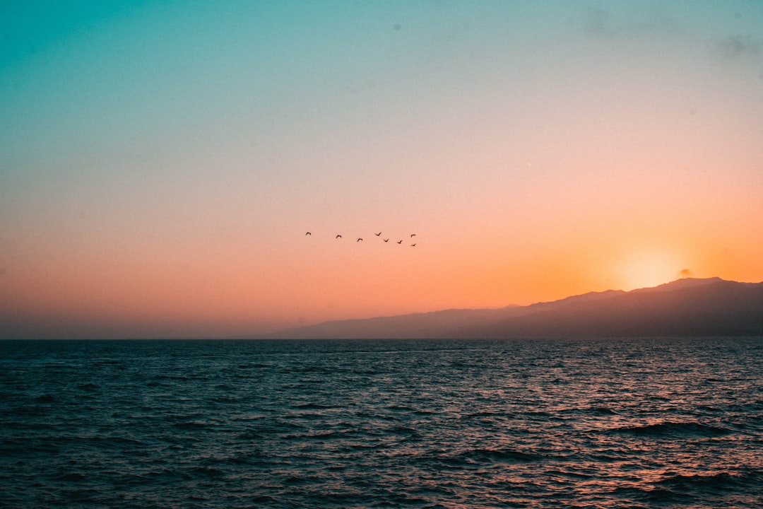 birds flying over the sea during sunset