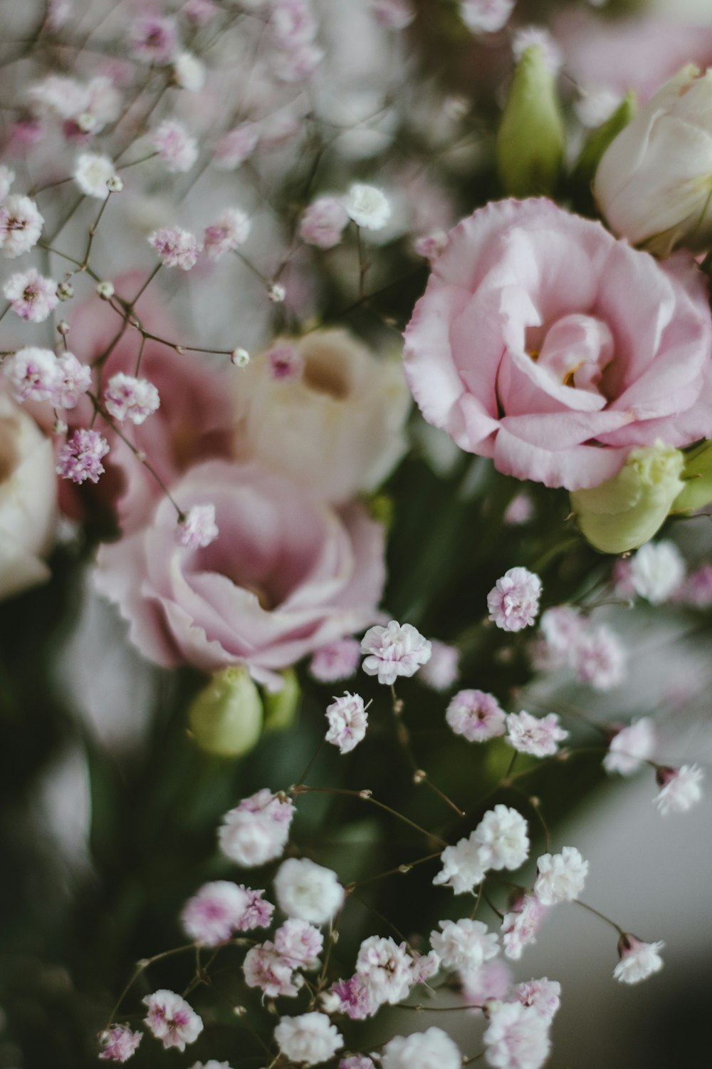 pink and white roses in bloom during daytime