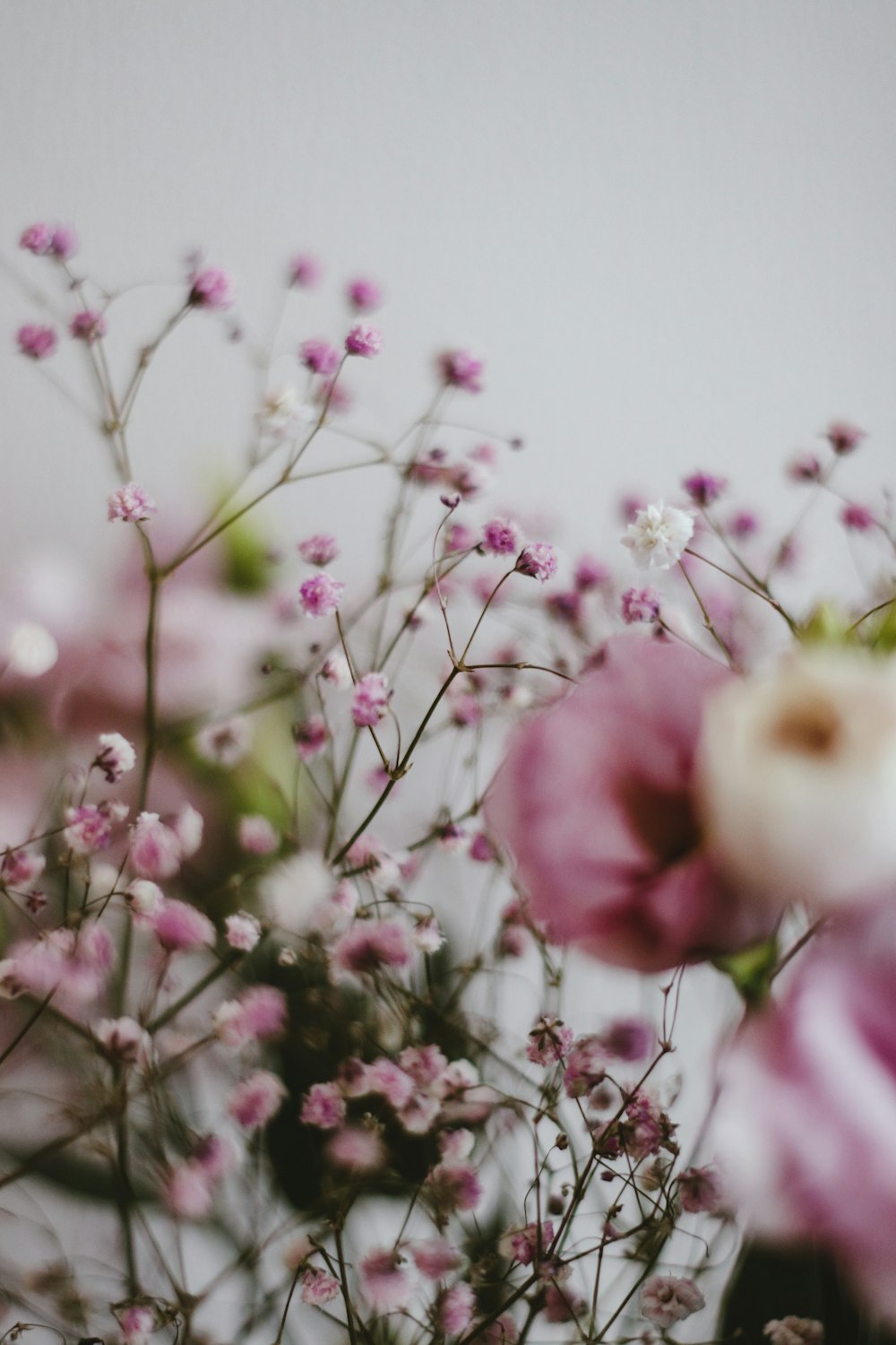 pink and white flowers in tilt shift lens