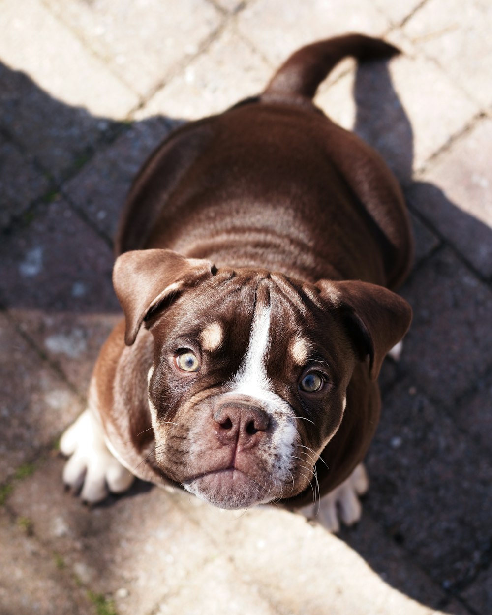 brown and white short coated dog on gray concrete floor