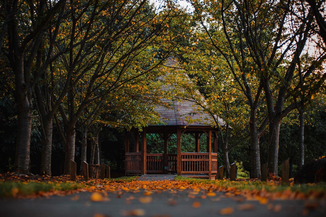 brown wooden gazebo surrounded by trees