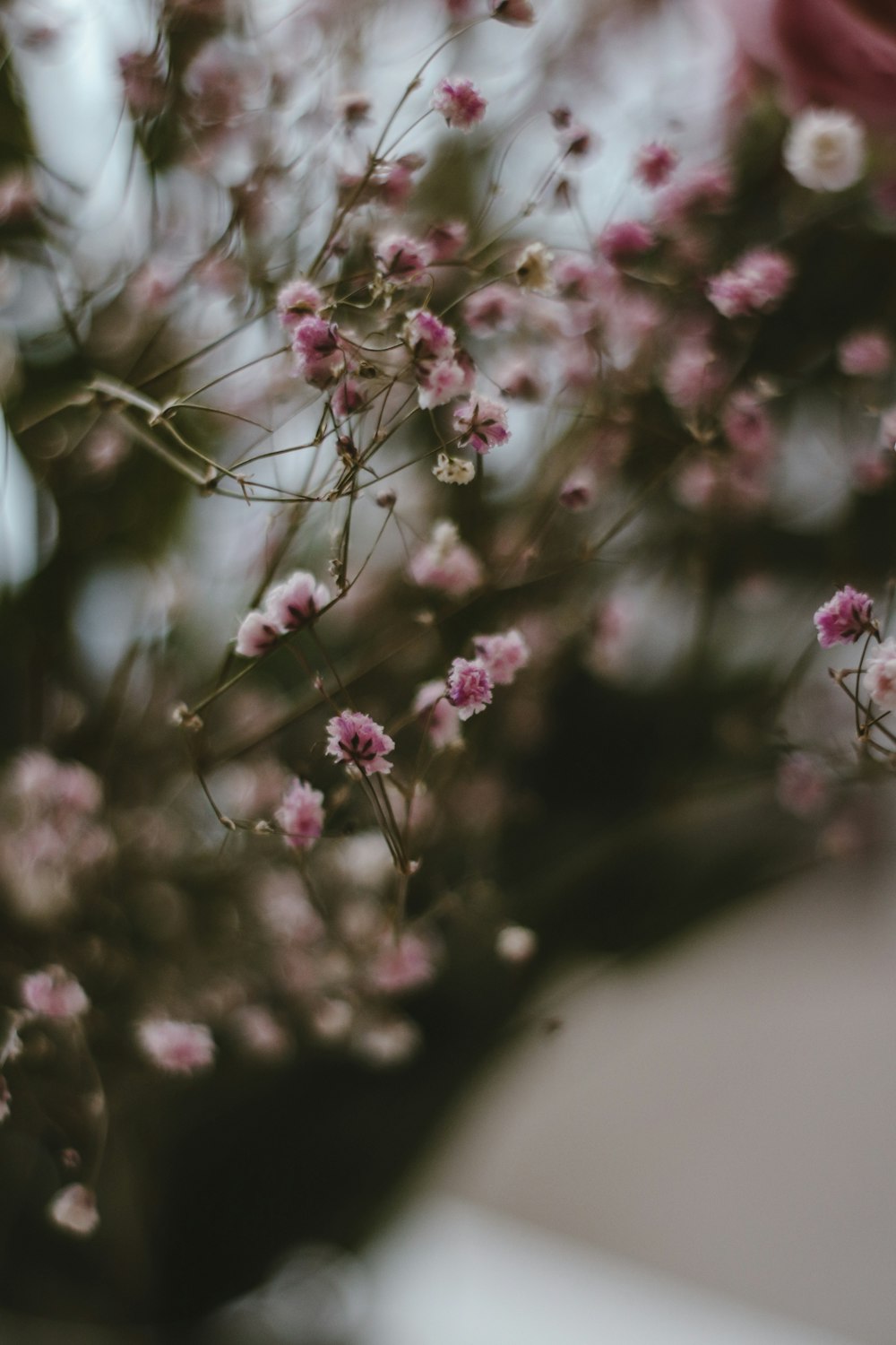 pink flowers in tilt shift lens