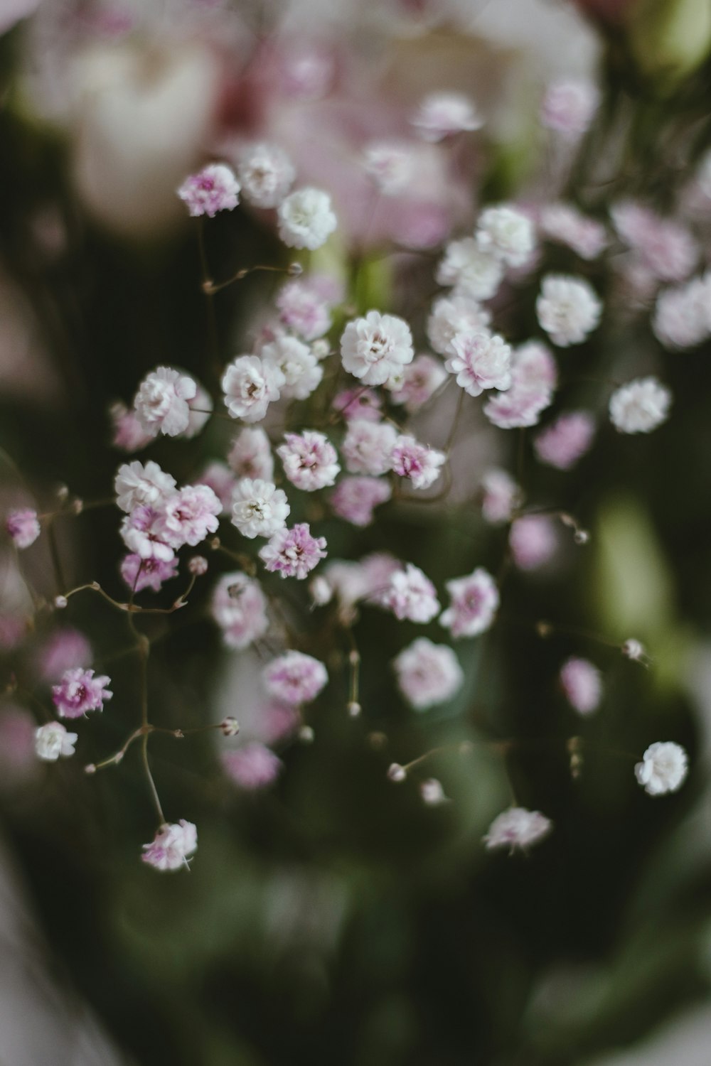 pink and white flower in tilt shift lens