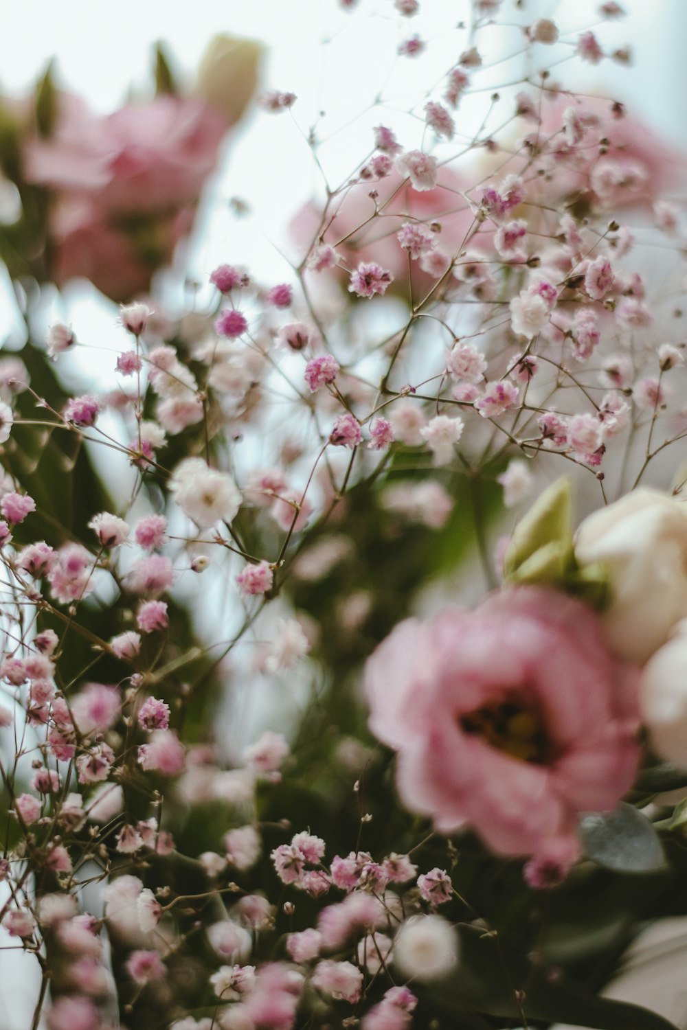 pink and white flowers in tilt shift lens