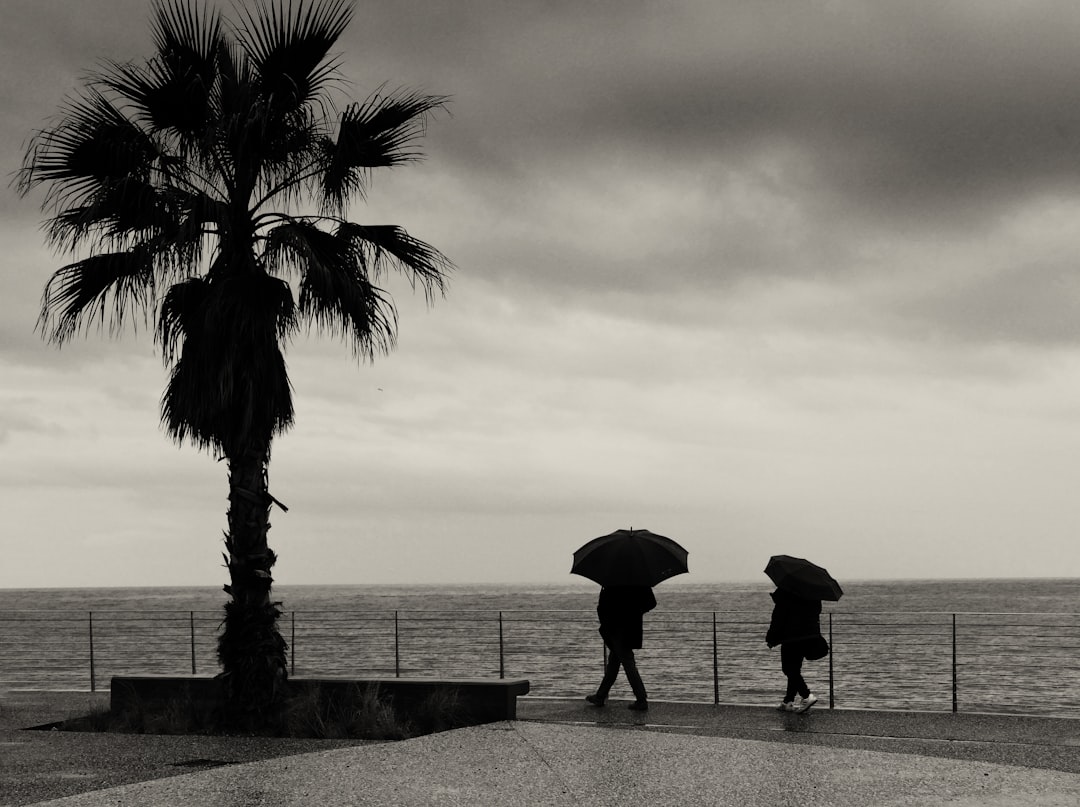 silhouette of person holding umbrella standing on concrete pavement near palm tree during sunset