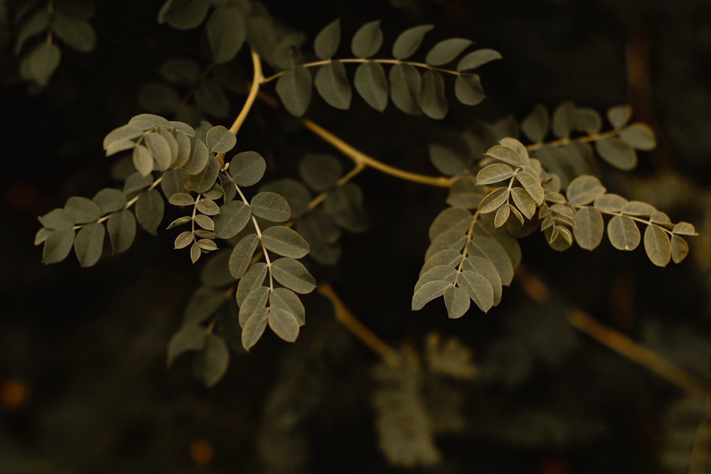 white flowers with green leaves