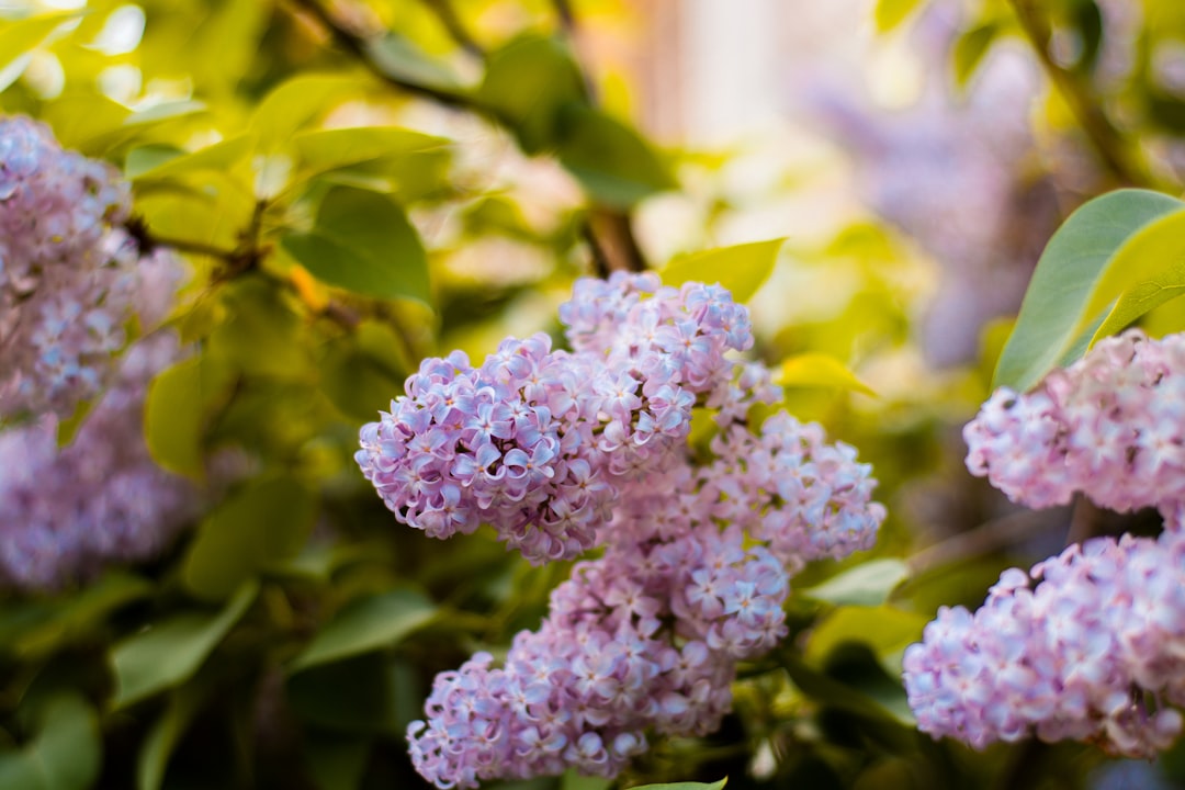 purple flower in tilt shift lens