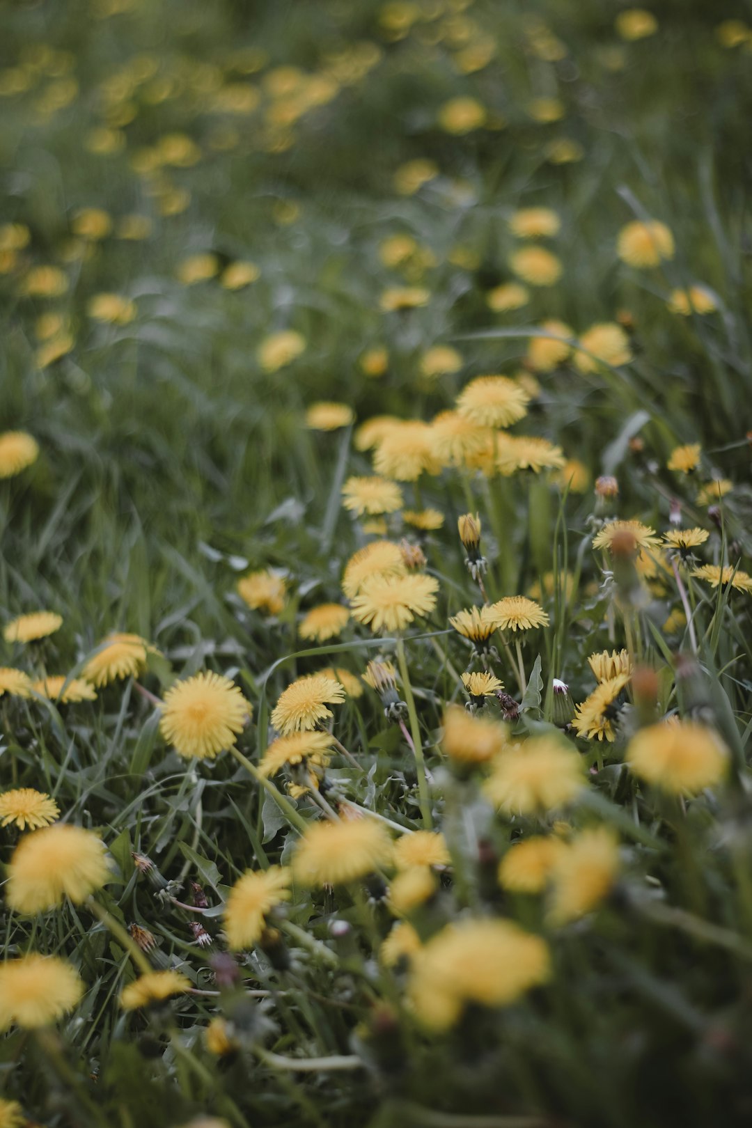 yellow flowers on green grass field during daytime