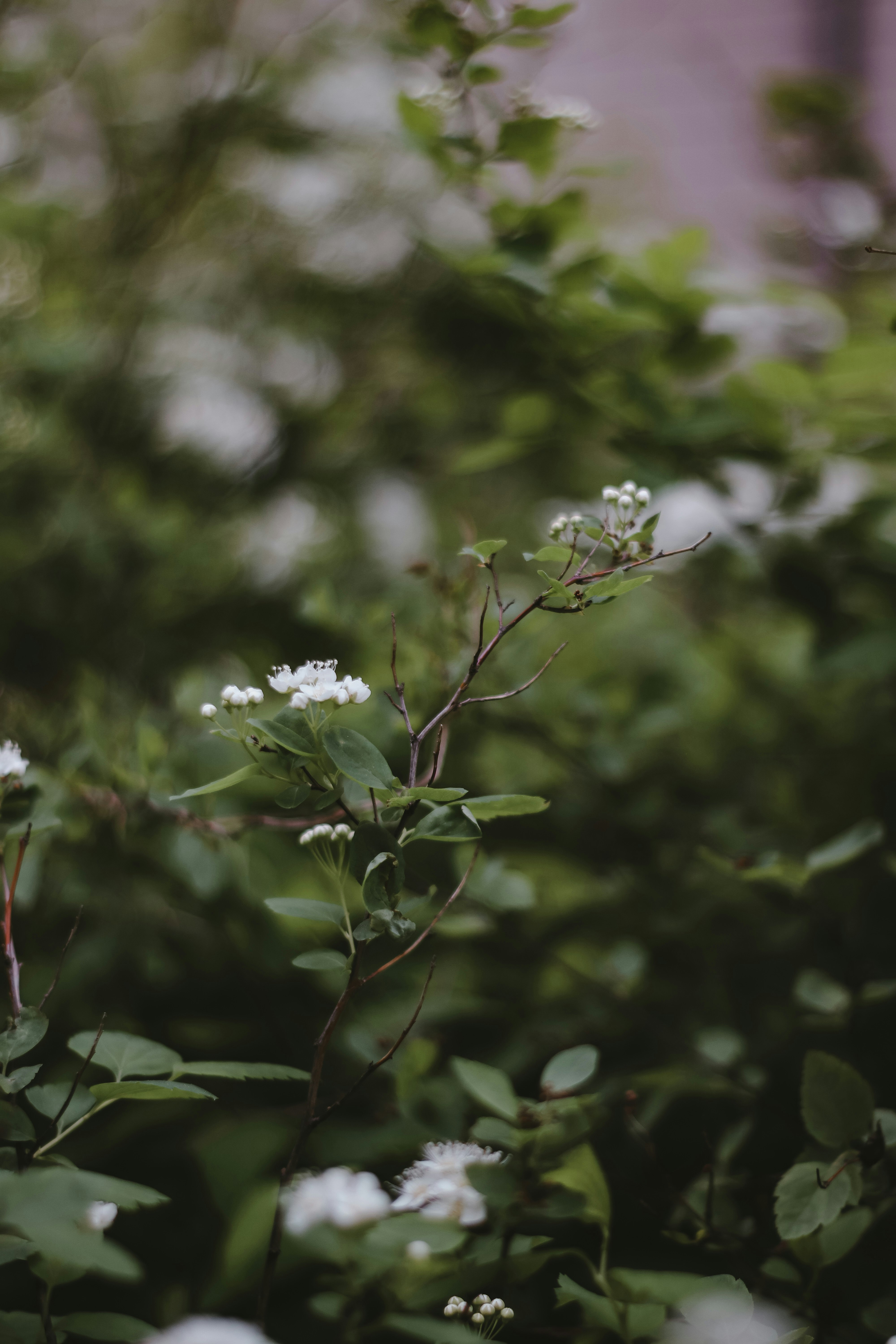 white flowers in tilt shift lens