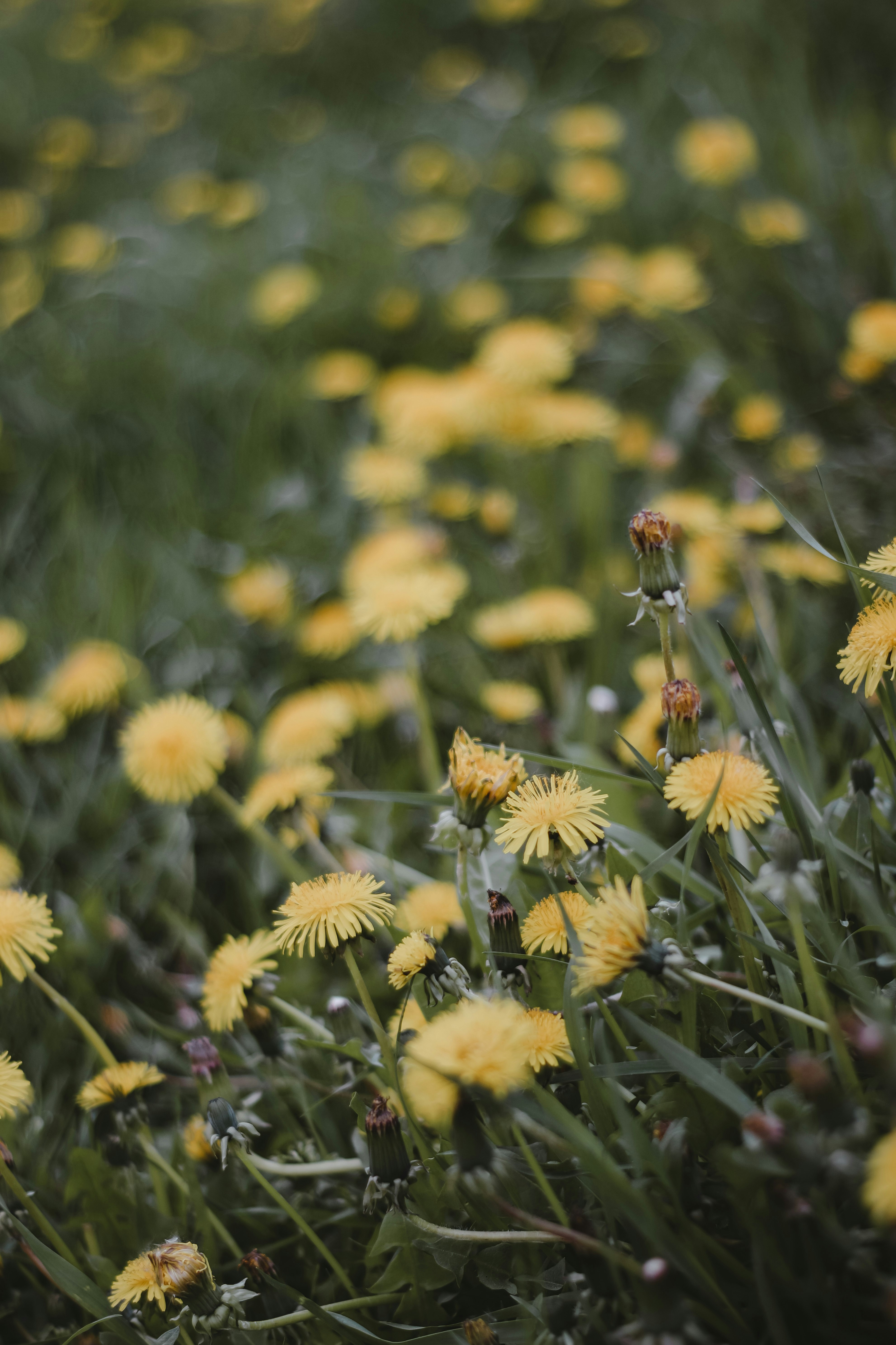 yellow flowers with green leaves