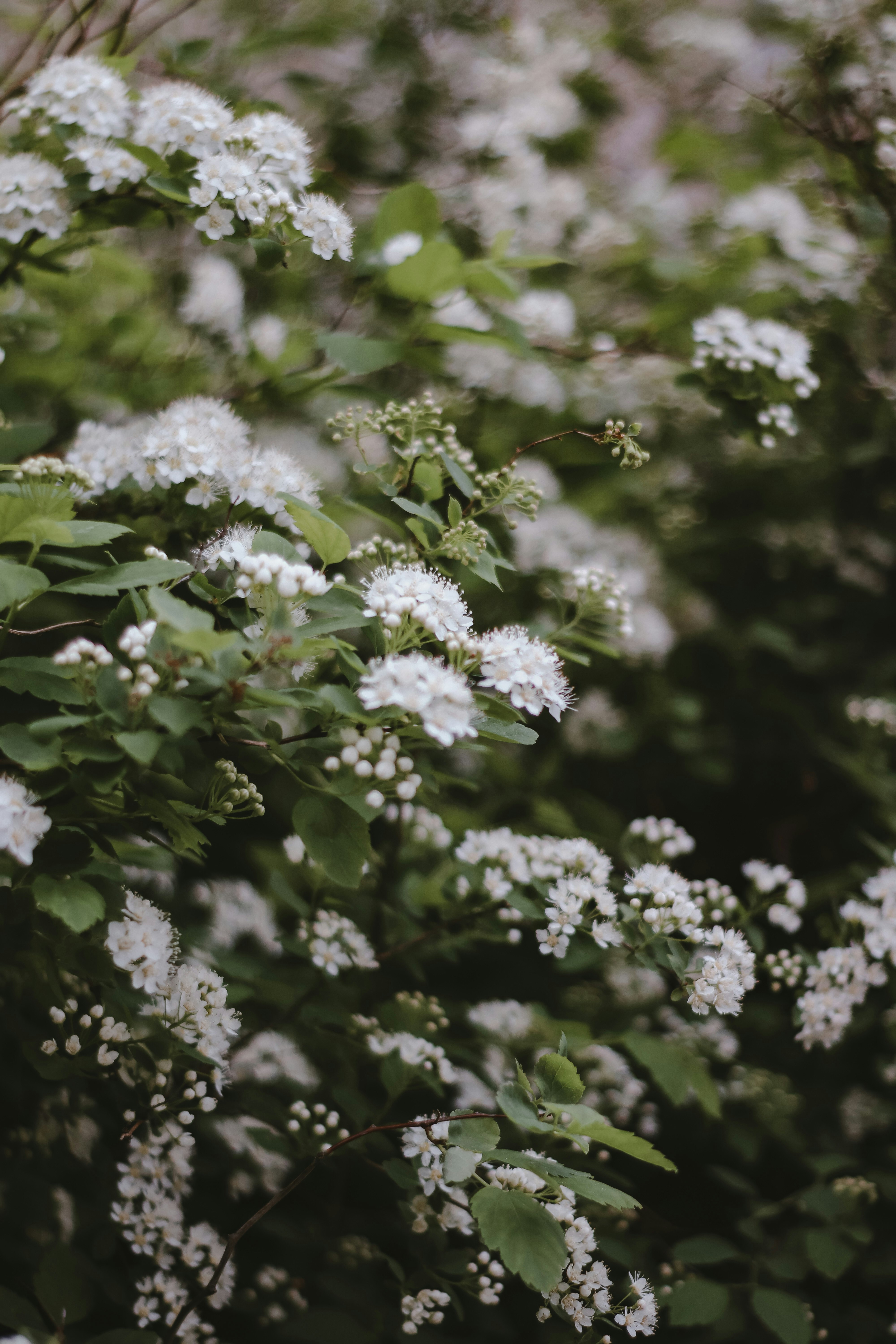 white flowers with green leaves