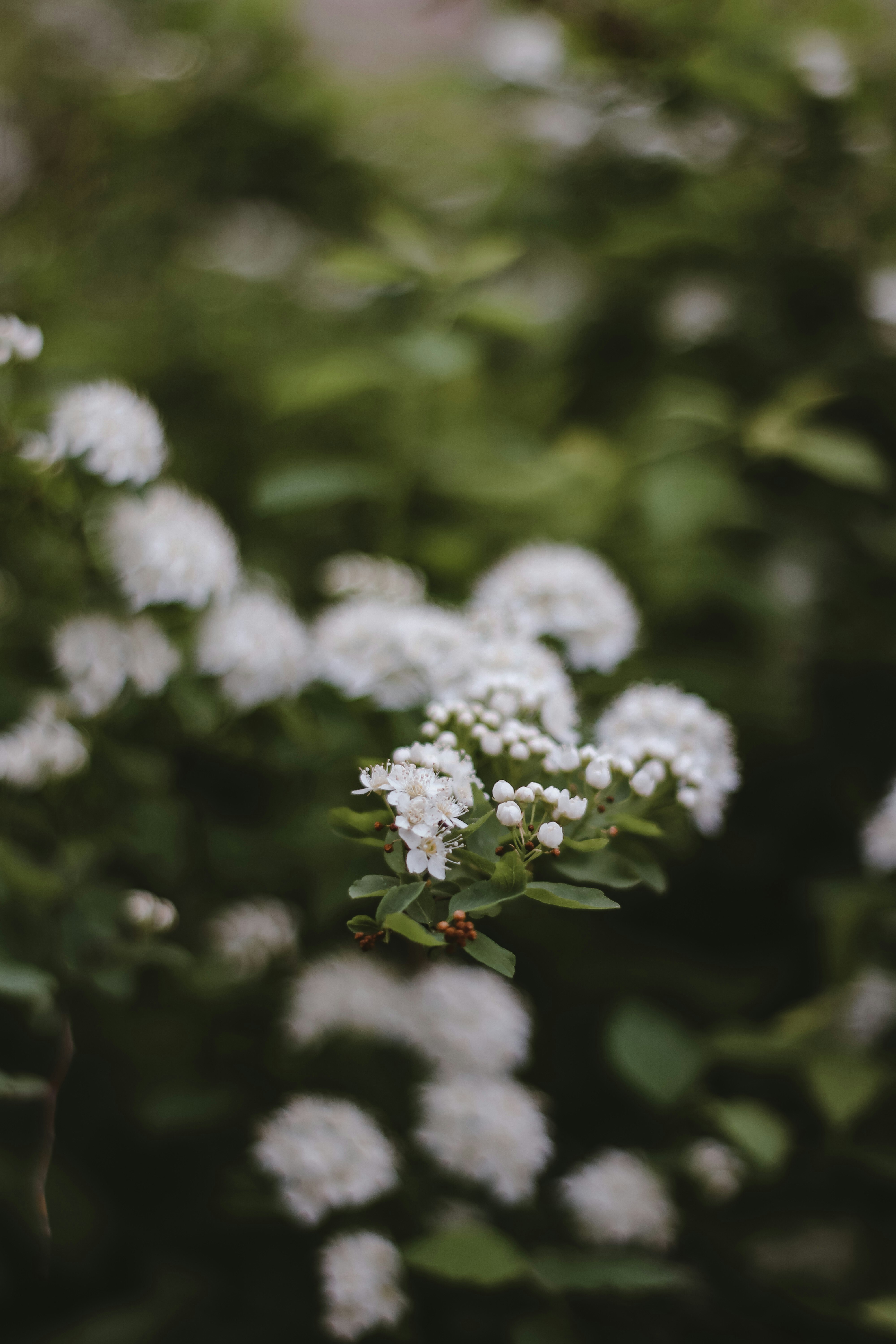 white flowers in tilt shift lens