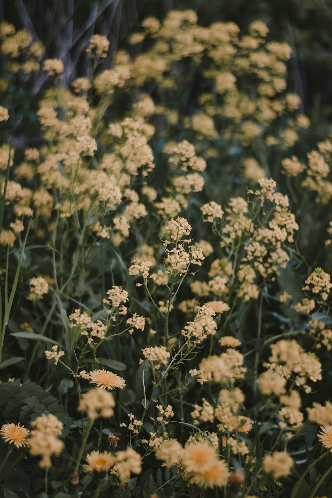 yellow flowers in tilt shift lens