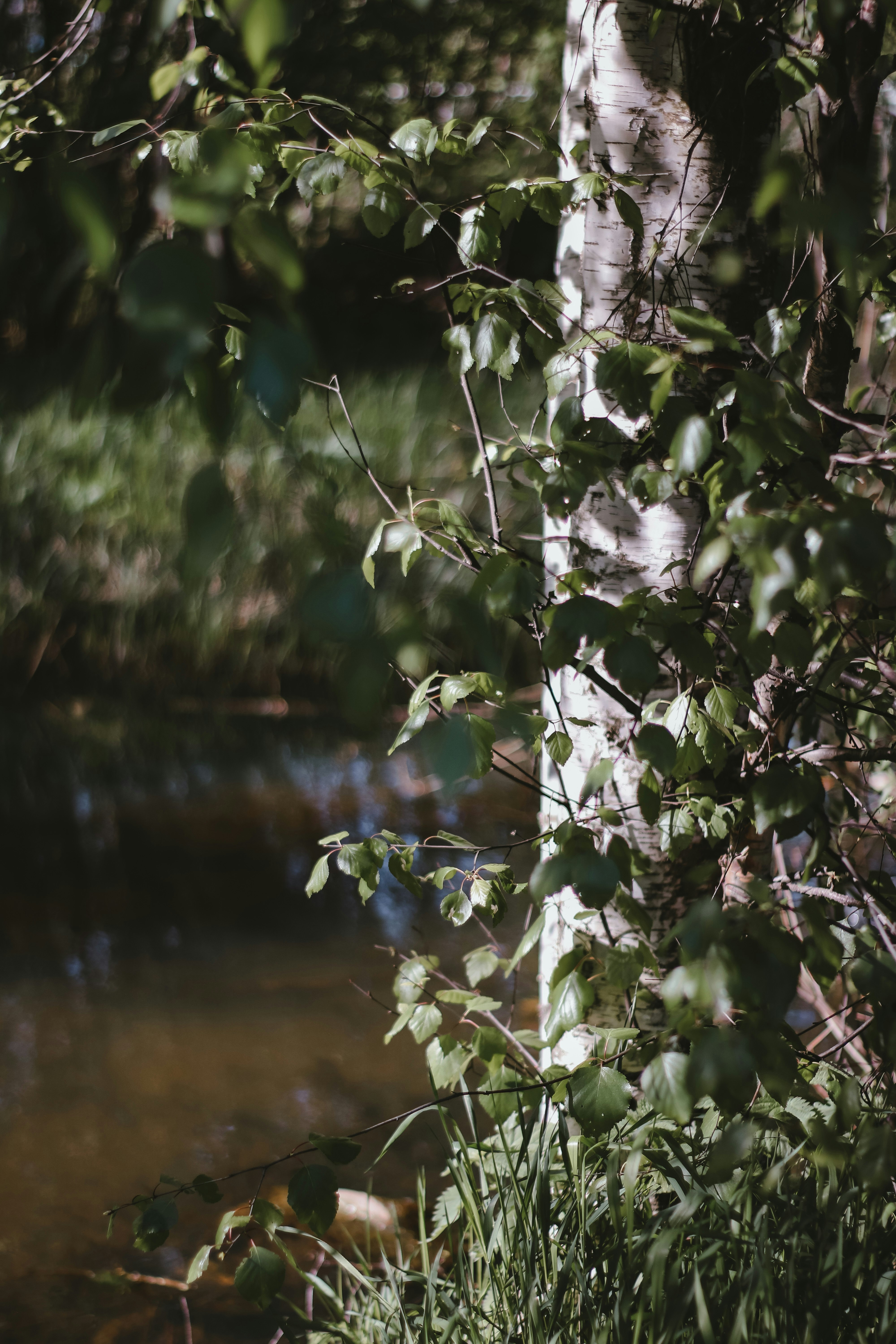 white and green plant near body of water during daytime