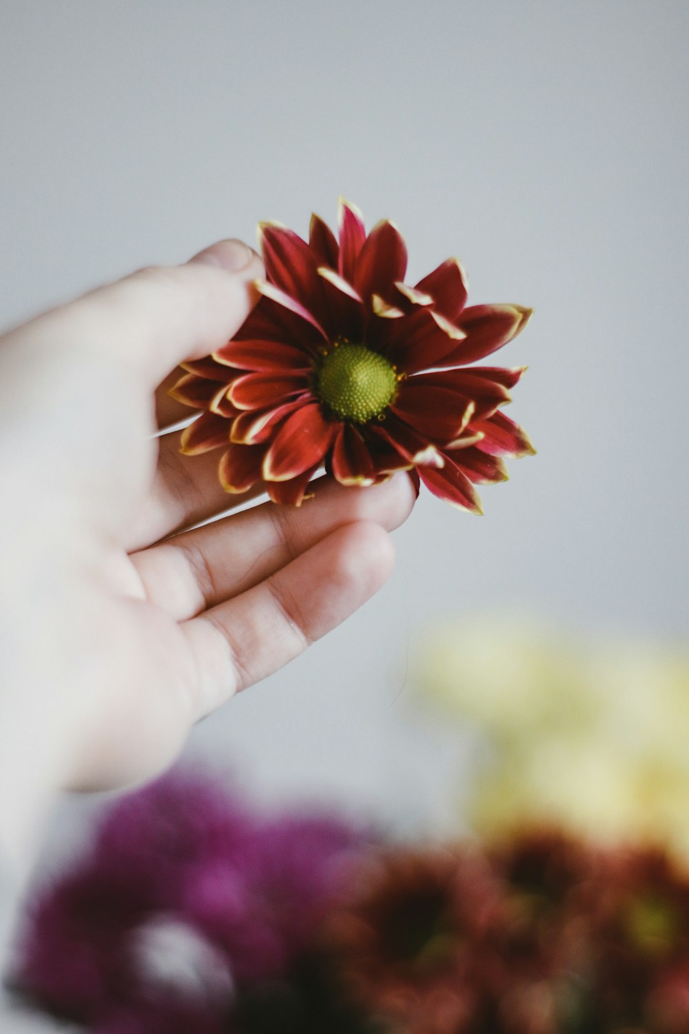 person holding red and yellow flower