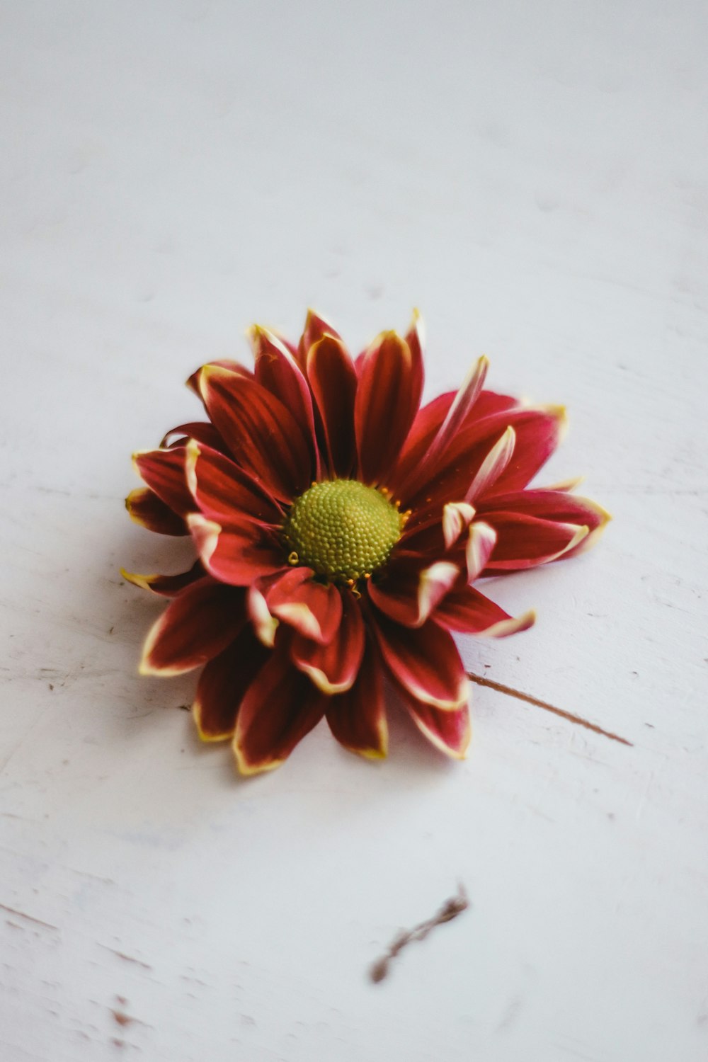 red and yellow flower on white surface